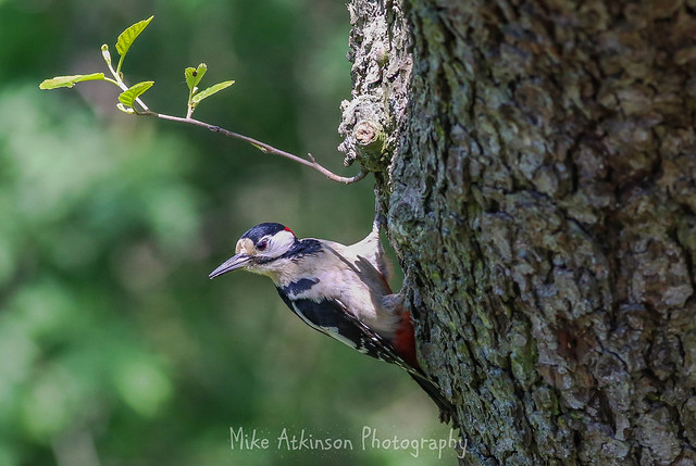 Great Spotted Woodpecker At Low Barns