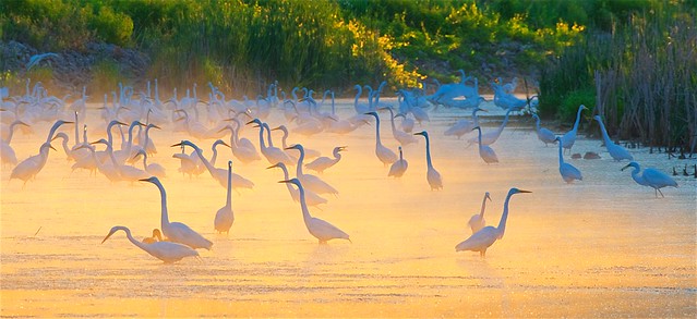 Egrets at Sunrise 2