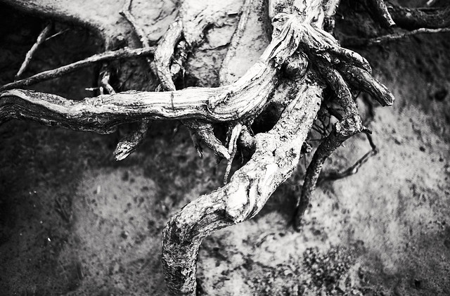 Exposed roots 1