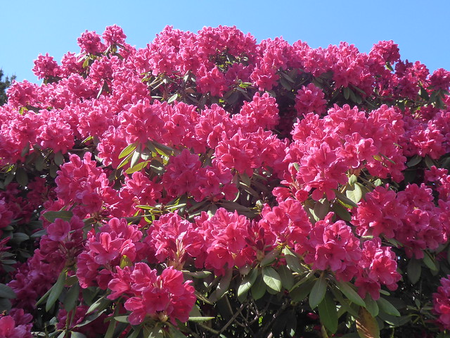 Rhododendrons, High Beeches Gardens, East Sussex