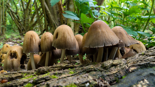 Spring fungi: glistening inkcaps, Old Nursery Wood