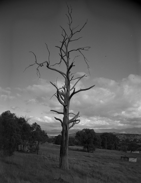 Dead tree behind the Pinnacle