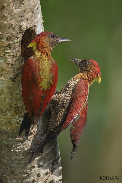 A pair of Banded Woodpeckers