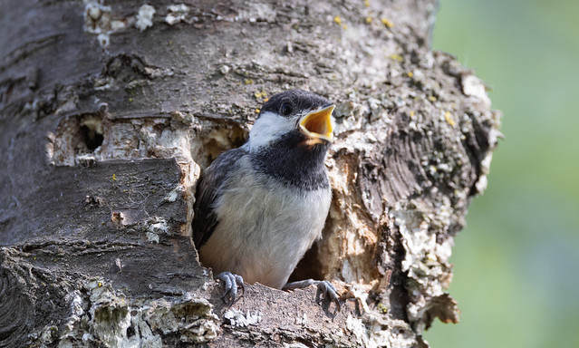 Nestling chickadee about to fledge