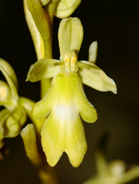 Ophrys insectifera var. ochroleuca