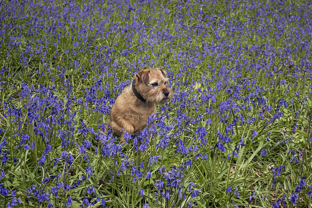 Pi and Bluebells 2