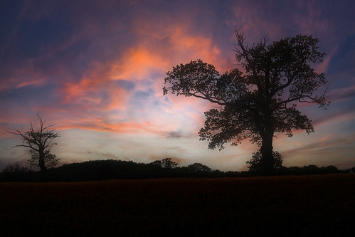 smileonsaturday silhouette sunset trees