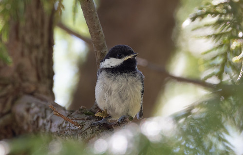 Black-capped Chickadees nesting in yard