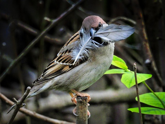 Feldspatz - Tree Sparrow (Austria)
