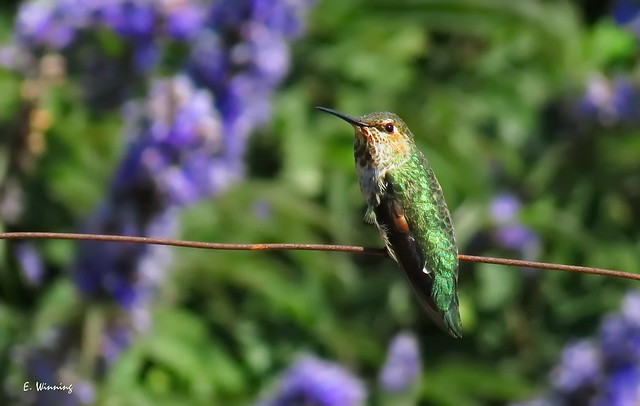 Anna's Hummingbird 0977