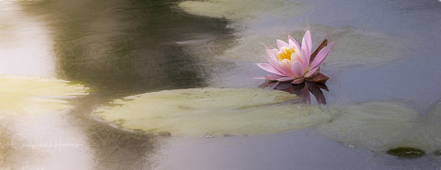 Be like the water lily:  trust in the lights; grow through the dirt; believe in new beginnings!