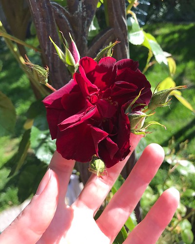 First trellis rose of the season. 🌹
