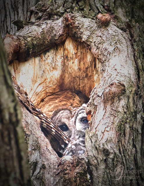 Barred owl and owlet