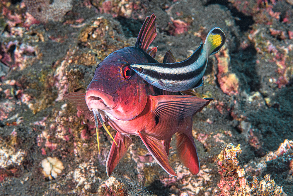 Indian doublebar goatfish and bicolor cleaner wrasse - Parupeneus trifasciatus & Labroides bicolor