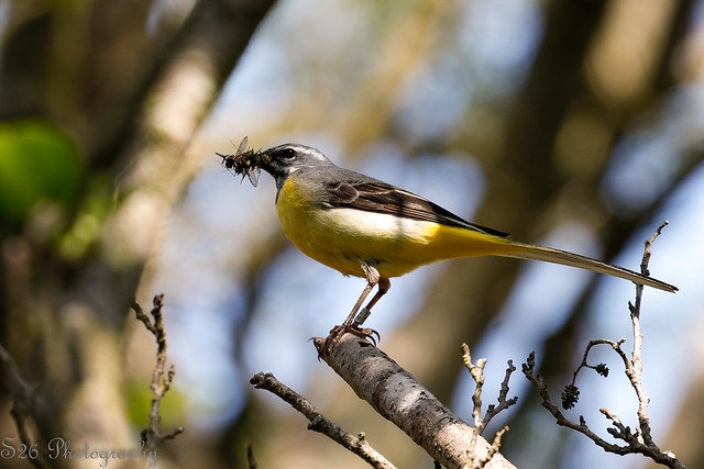 Blue  Headed Wagtail (Padley Gorge) (1 of 1)