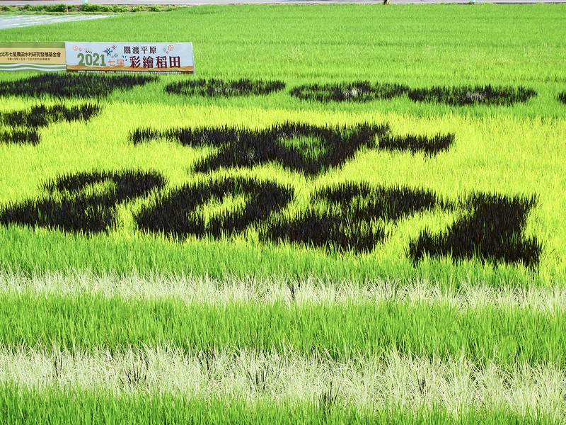 關渡平原彩繪稻田 2021