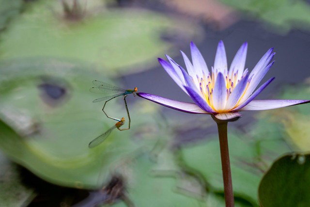 Life in Pond