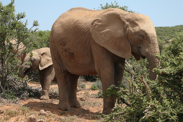 South Africa - Addo Elephant National Park
