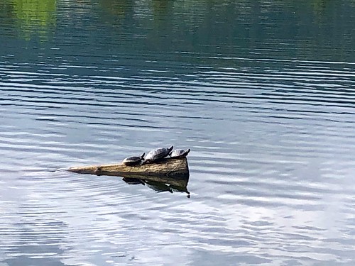 Turtles at Lafarge Lake