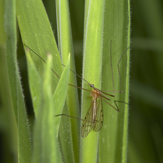 cranefly (Limonia phragmitidis?)