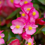 Perpetual Begonia / 四季咲きベゴニア