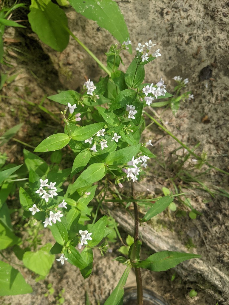 Houstonia purpurea, Obed WSR, Morgan County, Tennessee