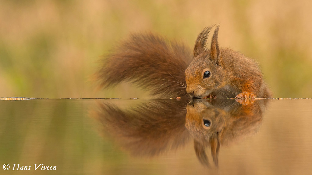Thirsty European red squirrel.
