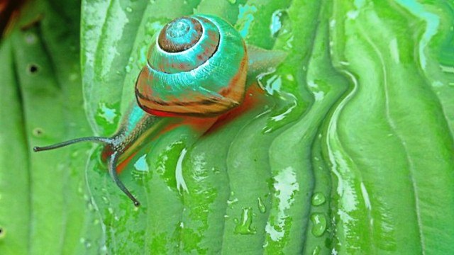 snail art