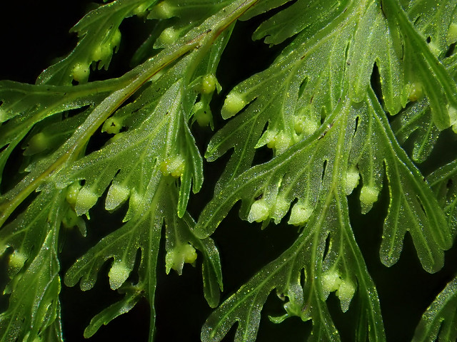 Drooping Filmy Fern (Hymenophyllum demissum) spores closer