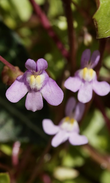Ivy-leaved Toadflax