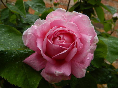 Perfect pink rose in the garden in the Byron Estate next to the Newstead Abbey ruins in England