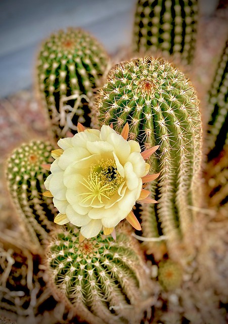 Cactus in bloom 2