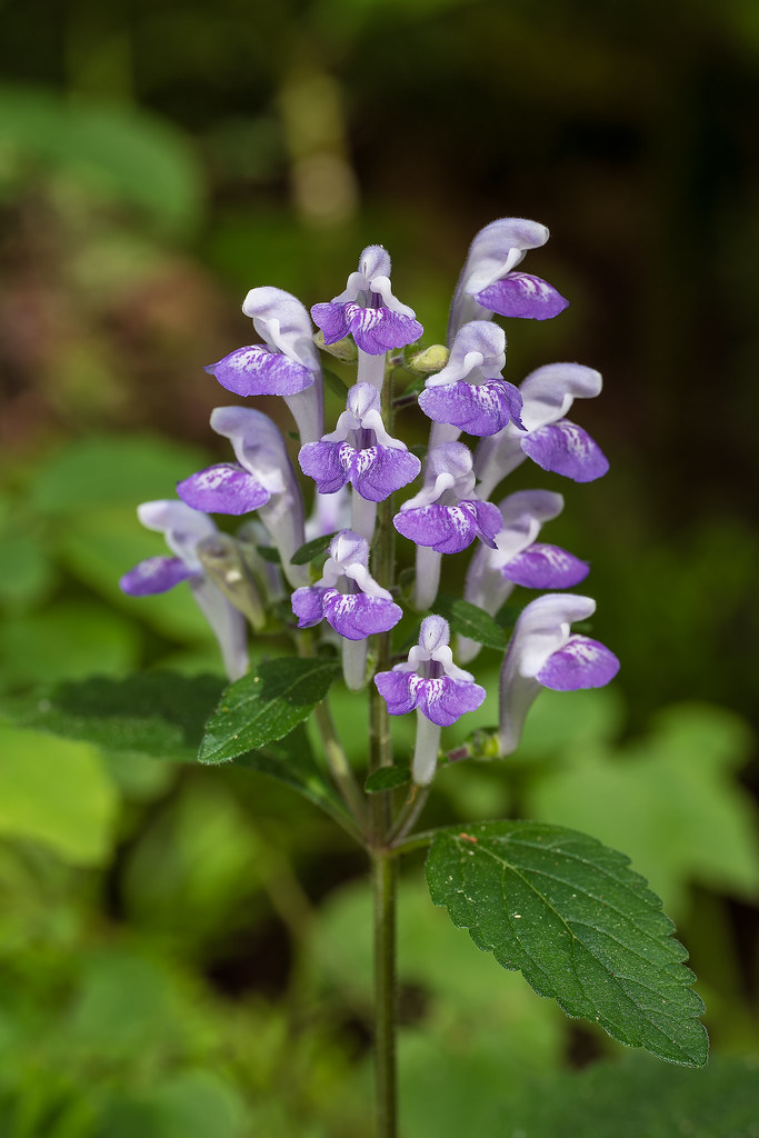 Hairy Skullcap