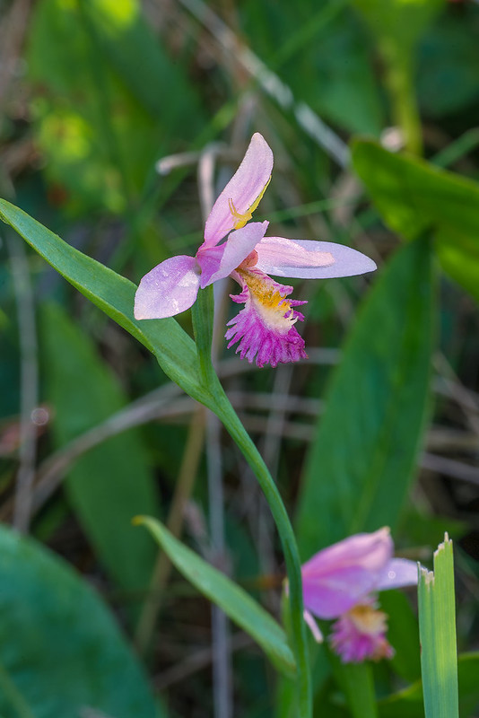 Rose Pogonia orchid