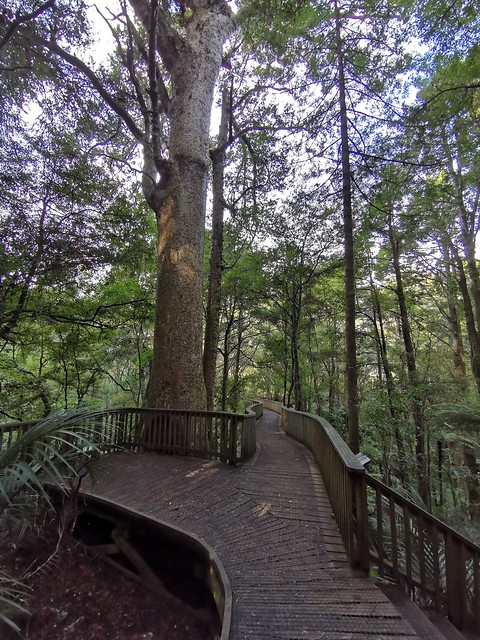 A H Reed Memorial Kauri park