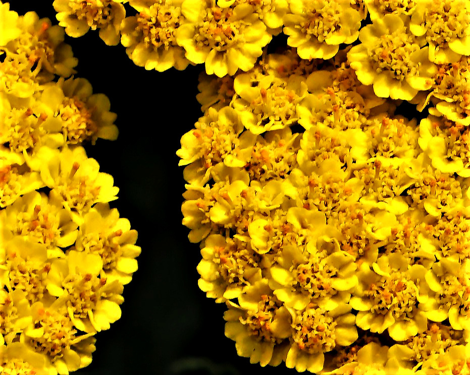 Yellow Clusters