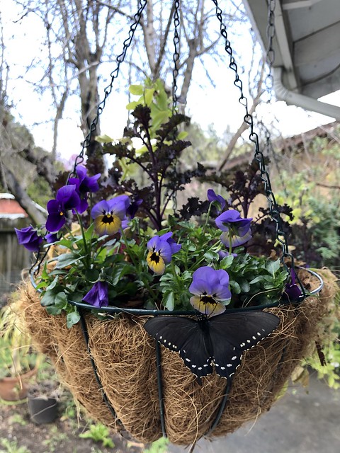 Pipevine swallowtail and violas