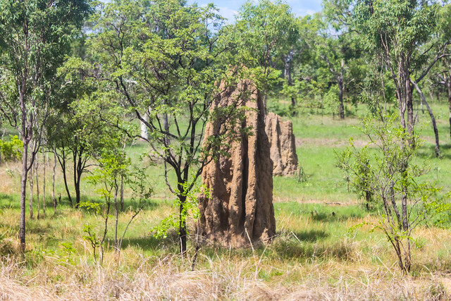 Aus dem fahrenden Ghan gesehen: Termitenhügel