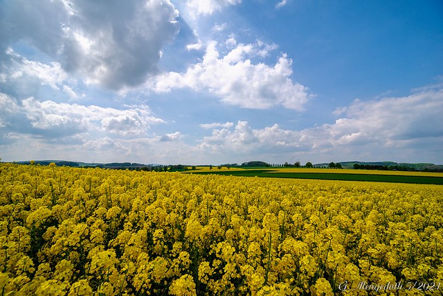 Blühende Landschaft in Lippe