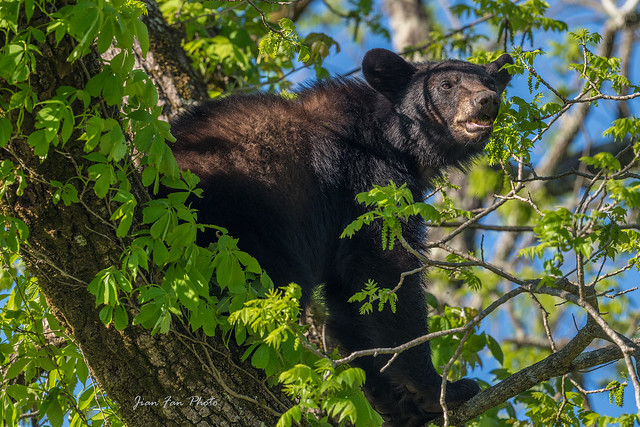 Black bear in a tree