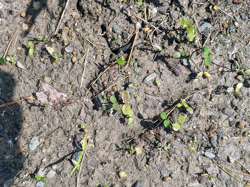 New wildflower mixes starting to sprout a couple weeks after sowing