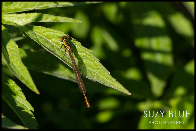 Large Red Damselfly (m) by my garden pond :)