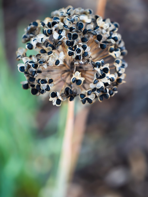 Garlic Chive Flower Head