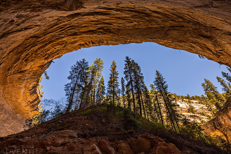 Alcove Trees