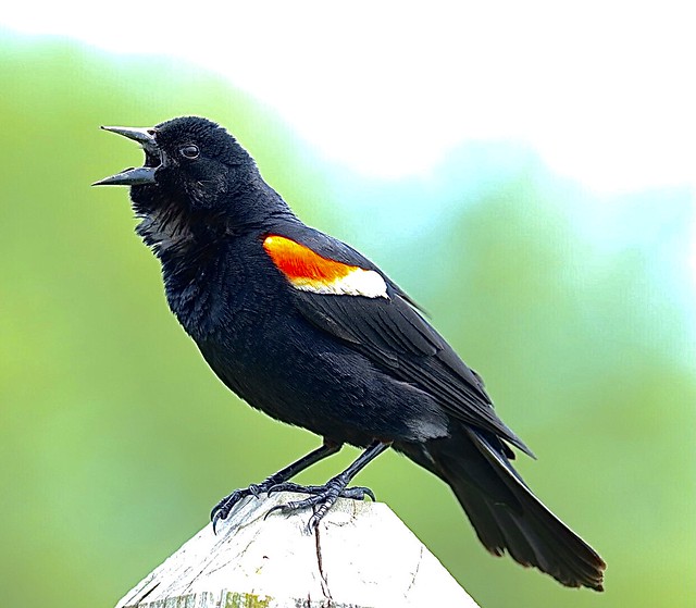 Red-winged Blackbird (Explore) Montezuma National Wildlife Refuge Seneca Falls, NY