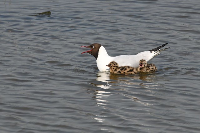 Black-headed Gull with chicks
