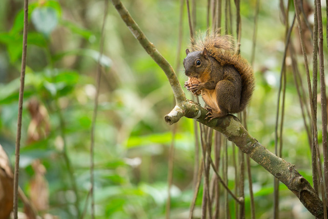 Red-tailed squirrel (Sciurus granatensis)