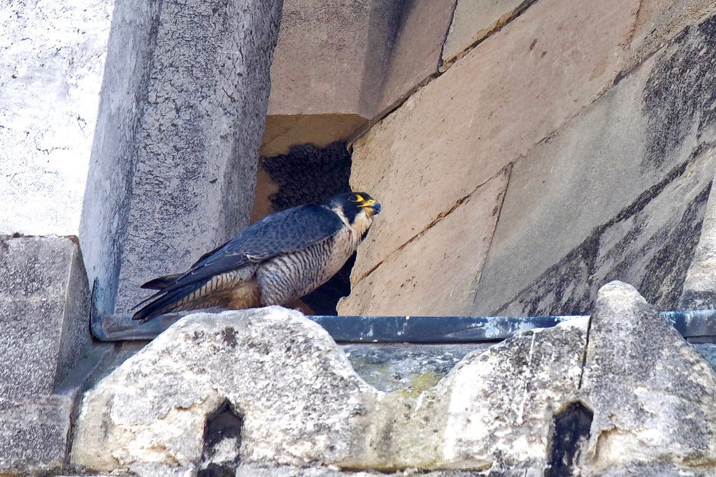 Faucon pèlerin (Falco peregrinus) femelle à proximité du nid