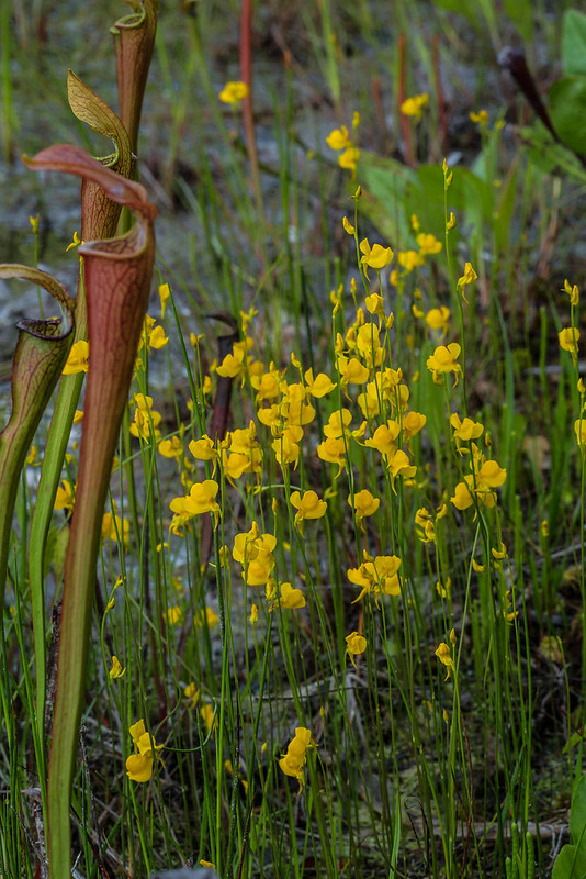 Horned Bladderwort and Mountain Sweet Pitcher Plant