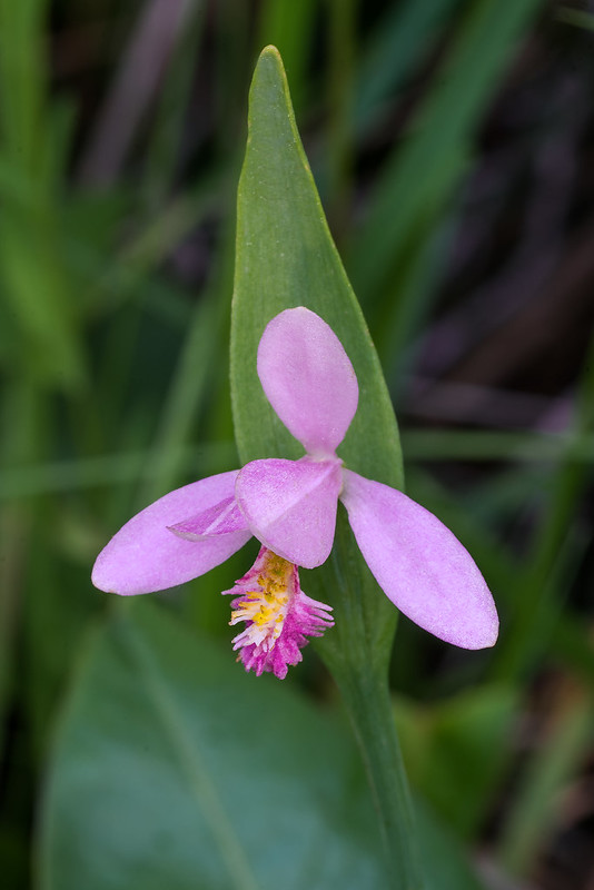 Rose Pogonia orchid